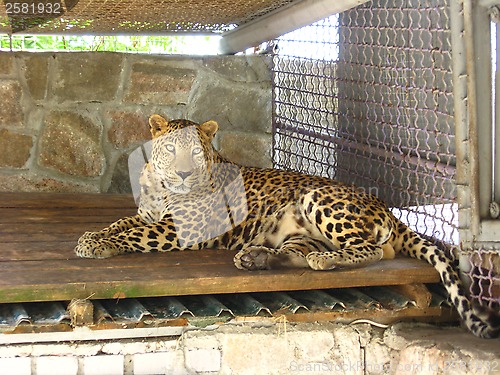 Image of leopard lying in the bar