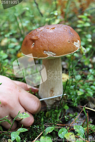 Image of hand with knife cutting off beautiful cep