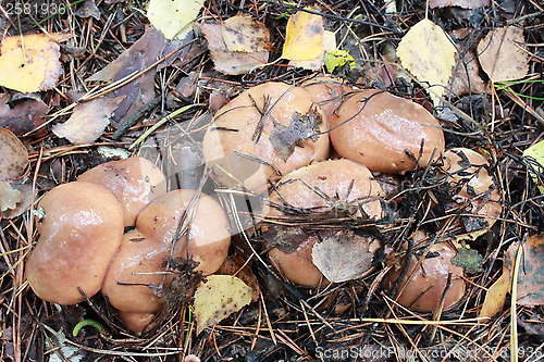 Image of Beautiful mushrooms Suillus