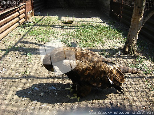 Image of golden eagle standing on the ground