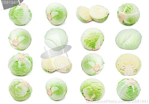 Image of Cabbage