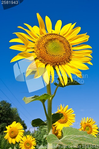 Image of Sunflower