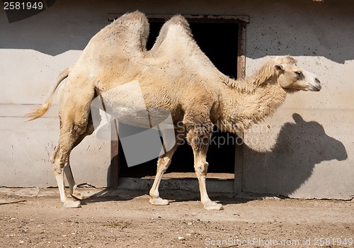 Image of Camel