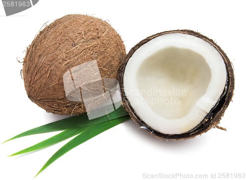 Image of Coconut