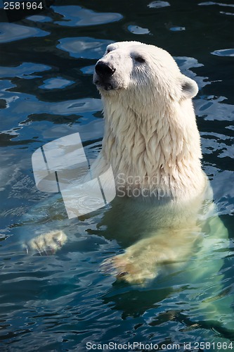 Image of Polar bear