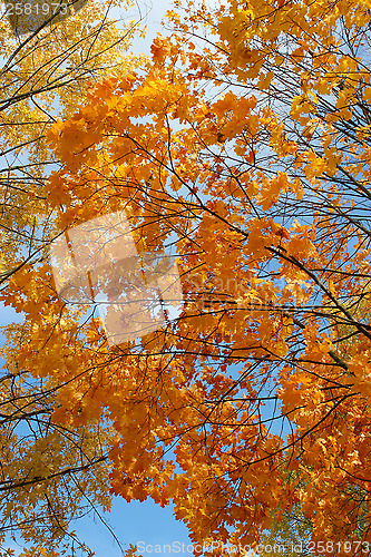 Image of yellow autumn leaves on the tree