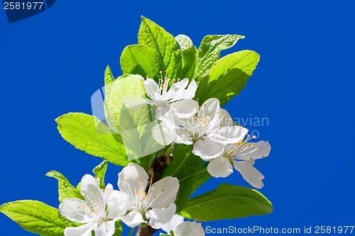 Image of Apple flowers