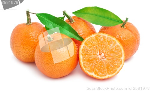 Image of Tangerines