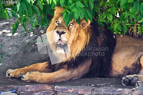 Image of Lion