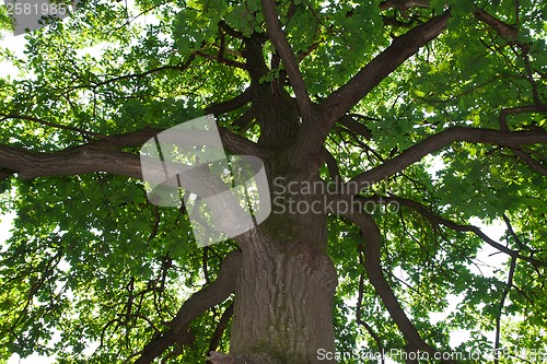 Image of Green forest