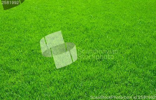 Image of Green grass