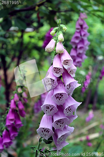 Image of beautiful flowers of lilac bluebell