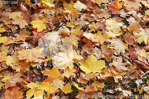 Image of Autumn park with leaves