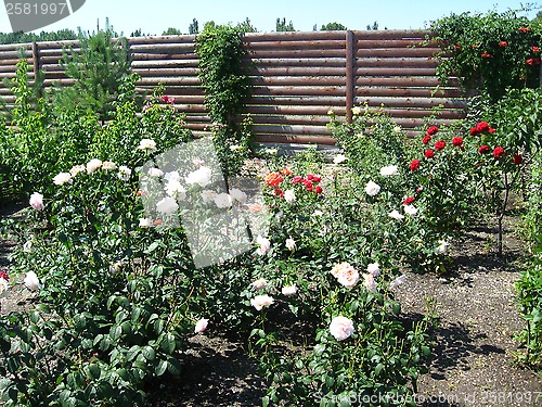 Image of landscape with bushes and flowers in the yard