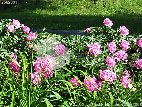 Image of many beautiful pink flowers of peony