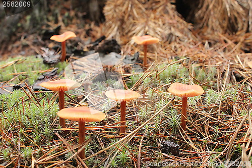 Image of inedible mushrooms of toadstool