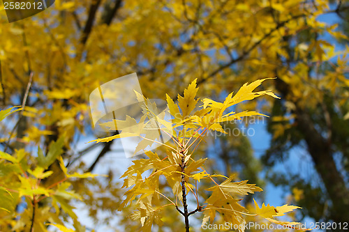 Image of yellow autumn leaves on the tree