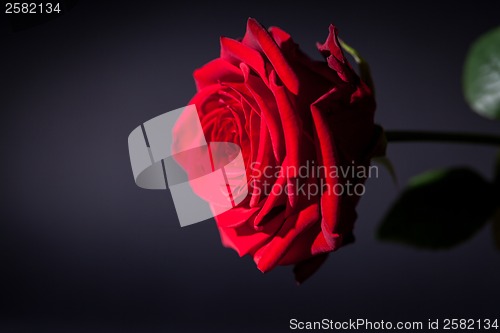 Image of beautiful red rose flower on black background