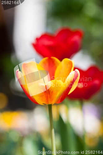 Image of beautiful colorful yellow red tulips flowers 