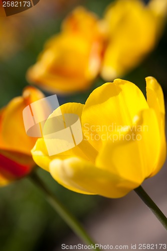 Image of beautiful colorful yellow red tulips flowers 