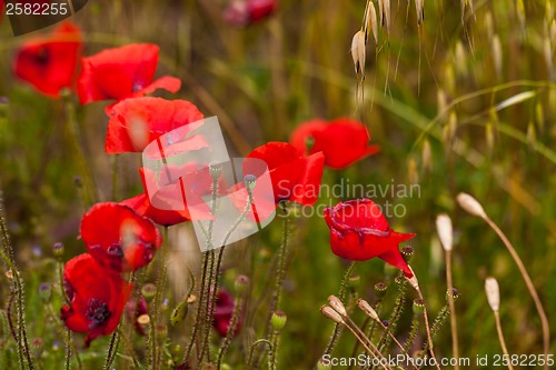 Image of beautiful poppy field in red and green landscape 