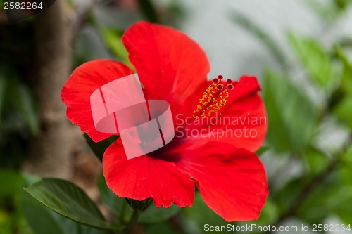 Image of beautiful red hibiscus flower in summer outdoor