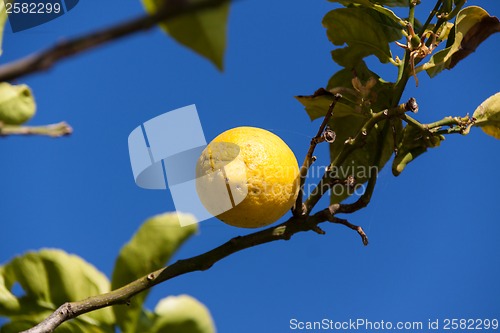 Image of fresh lemons on lemon tree blue sky nature summer
