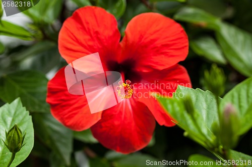 Image of beautiful red hibiscus flower in summer outdoor