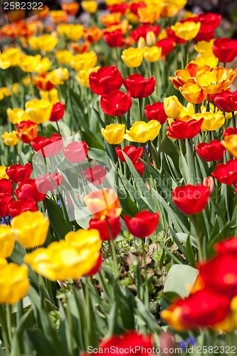 Image of beautiful colorful yellow red tulips flowers 