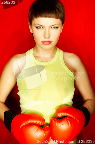 Image of Red Boxer