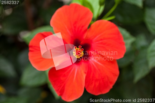 Image of beautiful red hibiscus flower in summer outdoor