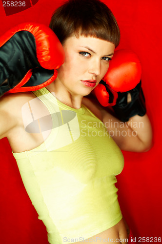 Image of Red Boxer