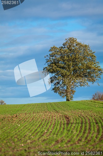 Image of beautiful landscape of green farmland and blue sky