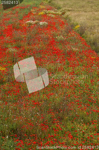 Image of beautiful poppy field in red and green landscape 