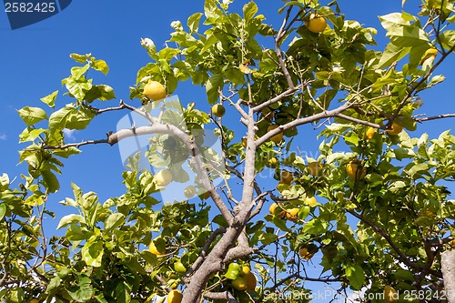 Image of fresh lemons on lemon tree blue sky nature summer