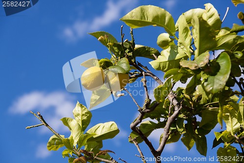 Image of fresh lemons on lemon tree blue sky nature summer