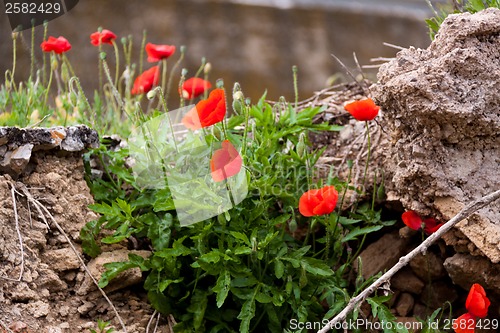 Image of beautiful poppy field in red and green landscape 