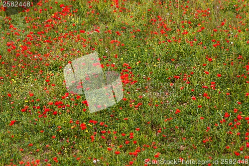 Image of beautiful poppy field in red and green landscape 