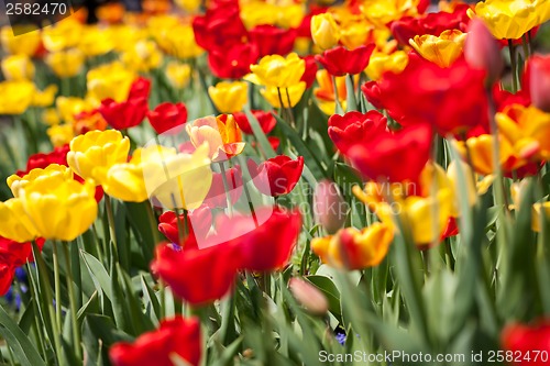 Image of beautiful colorful yellow red tulips flowers 