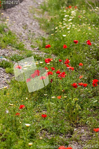 Image of beautiful poppy field in red and green landscape 