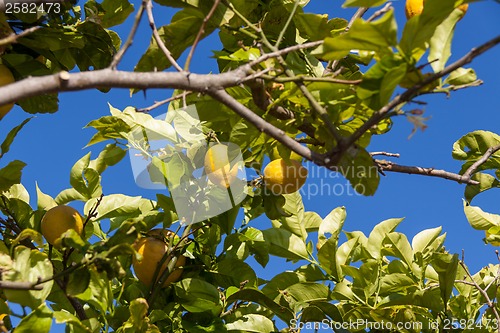 Image of fresh lemons on lemon tree blue sky nature summer