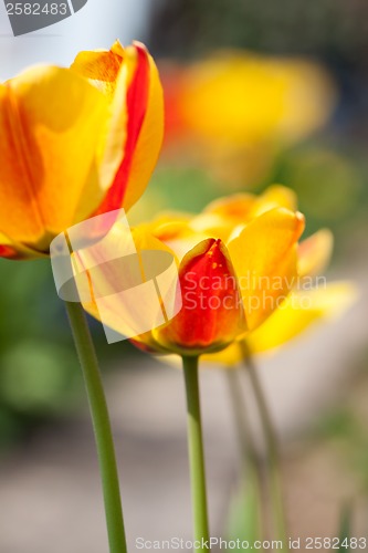Image of beautiful colorful yellow red tulips flowers 