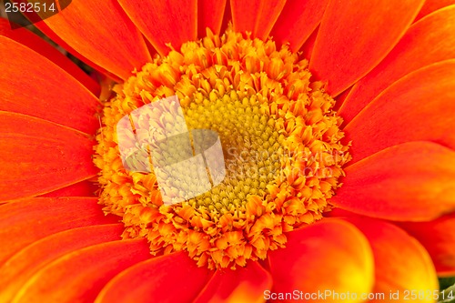 Image of Vivid orange gerbera daisy in a bouquet
