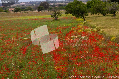 Image of beautiful poppy field in red and green landscape 