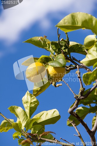 Image of fresh lemons on lemon tree blue sky nature summer