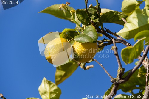 Image of fresh lemons on lemon tree blue sky nature summer