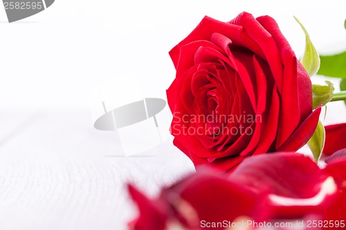 Image of beautiful red rose on white bachground