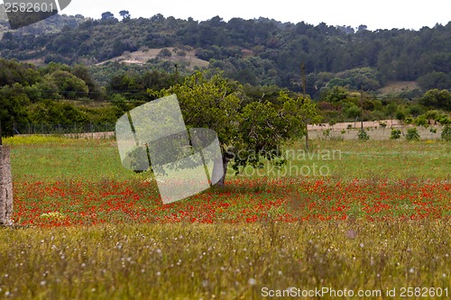 Image of beautiful poppy field in red and green landscape 