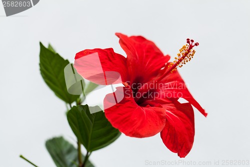 Image of beautiful red hibiscus flower in summer outdoor