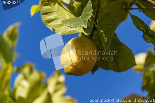 Image of fresh lemons on lemon tree blue sky nature summer